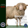 Bruceloza la ovine si caprine - taxă membru asociat