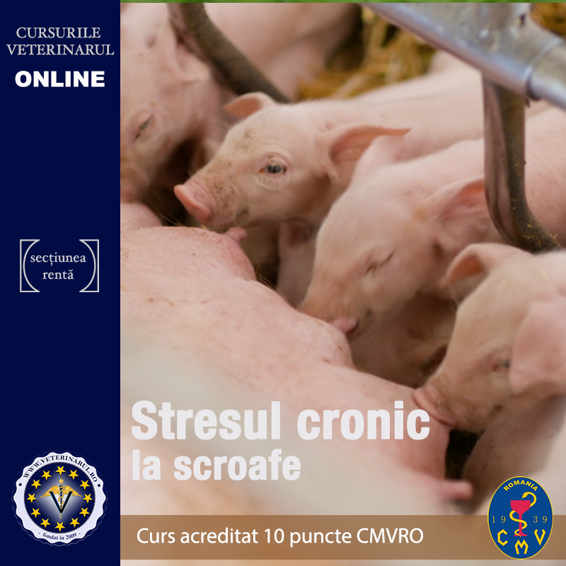 Stresul cronic la scroafe - 10 puncte Stresul cronic la scroafe - 10 puncte