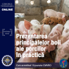 Prezentarea principalelor boli ale porcilor din practica